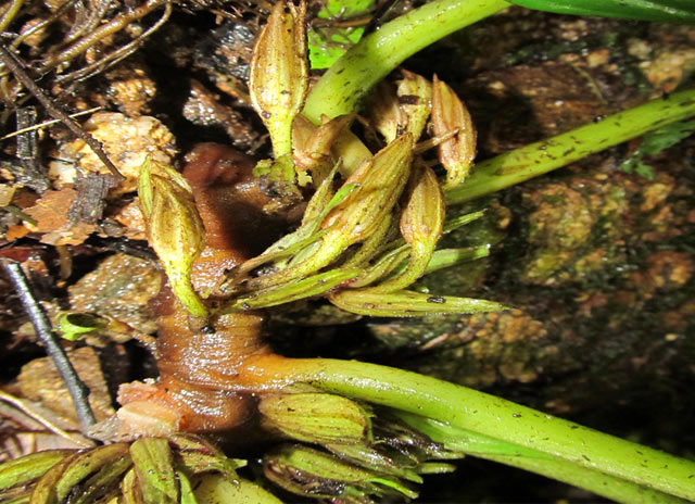 "Của[-]hiếm[-]núi[-]rừng":[-]Đẹp[-]như[-]loài[-]hoa[-]sống[-]trên[-]đá